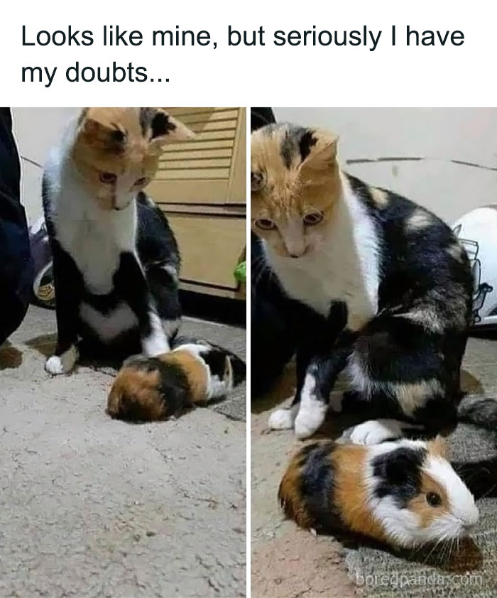Calico cat curiously observing a guinea pig, showcasing animals being their hilarious selves in a funny moment.
