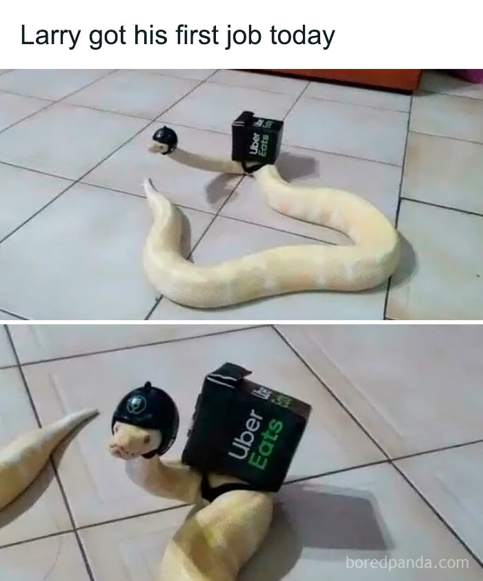 Snake dressed as a delivery driver with Uber Eats box and helmet, showcasing animals being their hilarious selves.