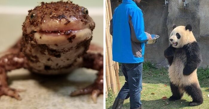 38 Fotos divertidas y absurdas de animales para alegrarte el día