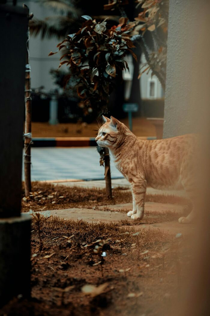 Orange tabby cat standing alert in a garden area, capturing the curious nature of private investigators and their weirdest cases. - 7