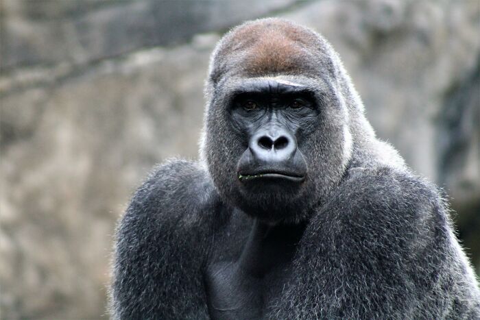 Close-up of a gorilla in a natural setting illustrating unusual and cool world facts about wildlife diversity.