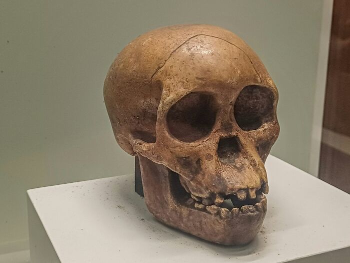 Human skull displayed in a museum representing unusual and cool world facts about history and anthropology.