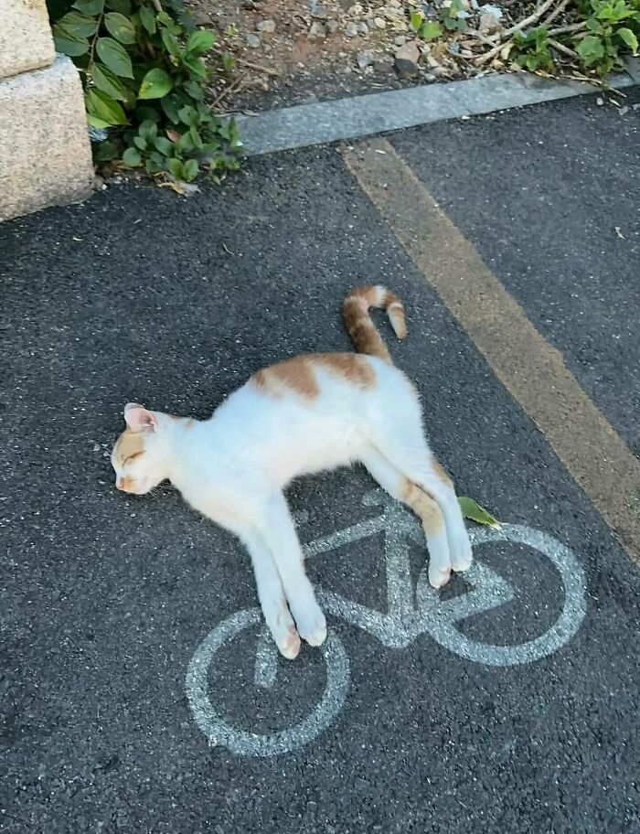 Cat lying perfectly on street bike symbol creating a whimsical random animal sighting captured on the street scene