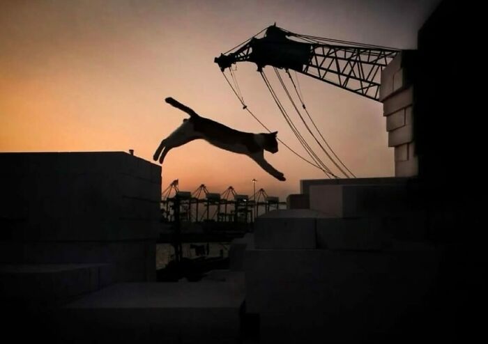Orange cat jumping in a dimly lit urban alleyway, a perfect random animal sighting captured on the street.