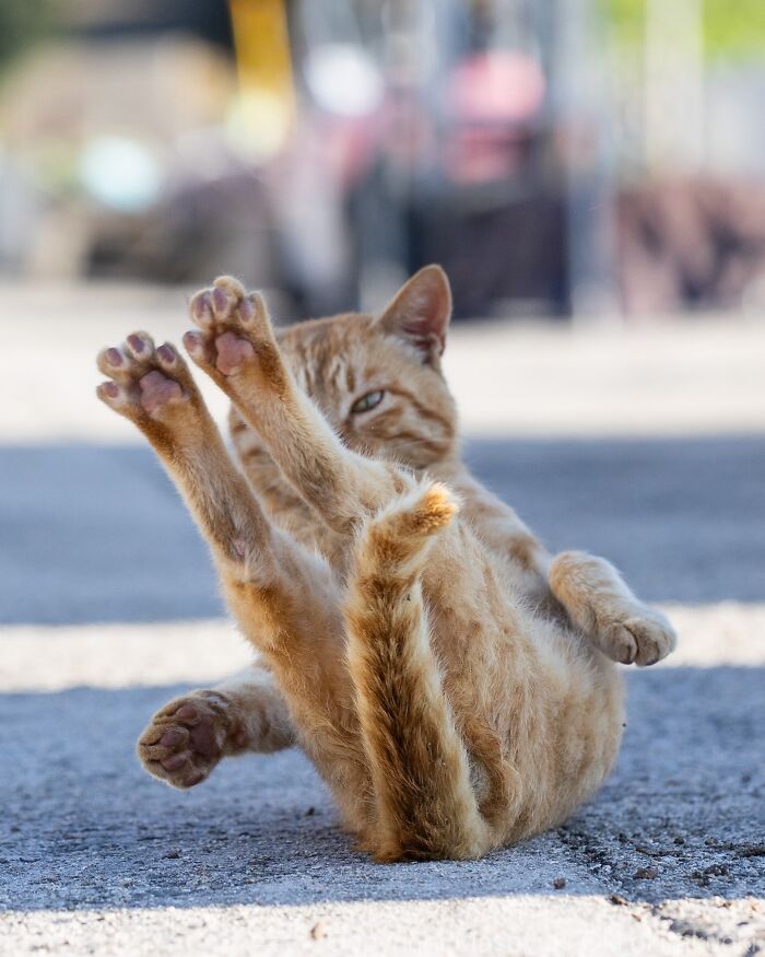 Playful ginger cat lying on its back with all paws raised in an entertaining cat picture outdoors.