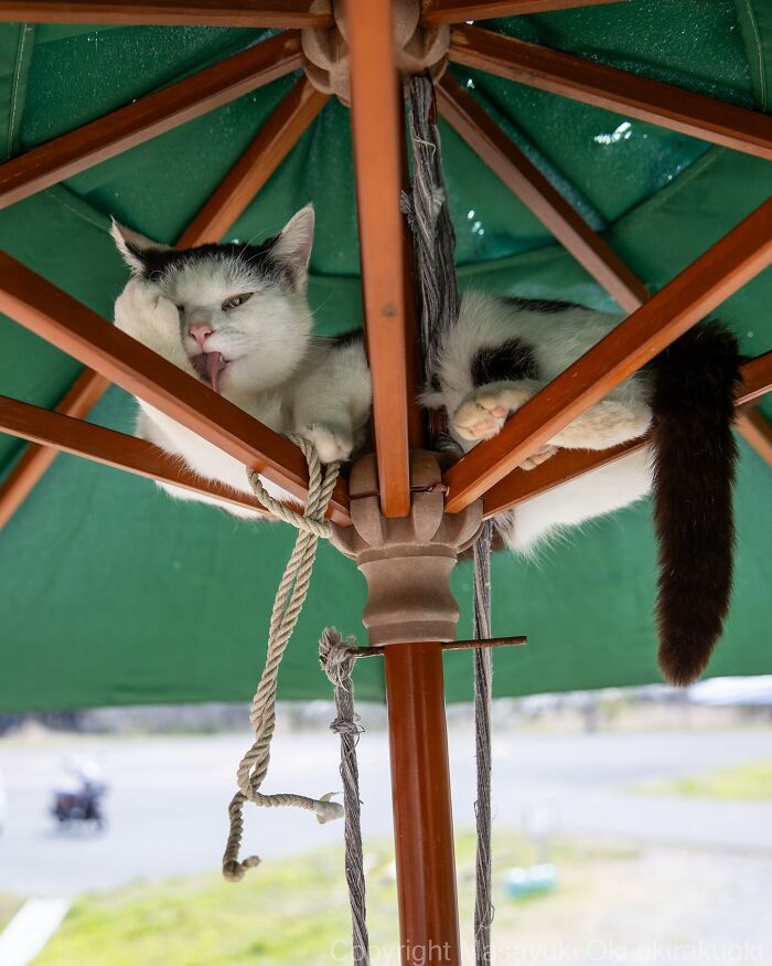 Entertaining cat pictures showing a black and white cat lounging and licking itself under a green umbrella frame.
