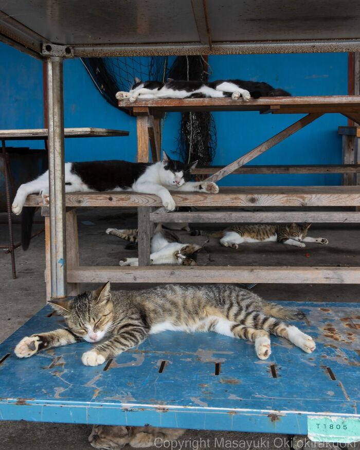 Multiple cats sleeping and lounging on rustic wooden benches and a blue metal table in a relaxed setting, entertaining cat pictures.