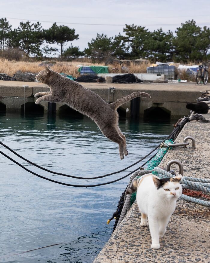 Gray cat mid-jump over water near dock while a white cat with black and orange spots walks nearby, entertaining cat pictures.