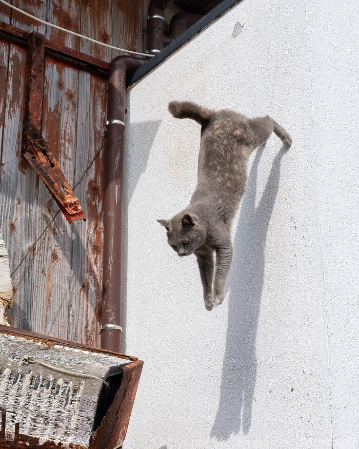 Gray cat mid-jump off a white wall, showcasing entertaining cat pictures captured by Masayuki Oki in an urban setting.