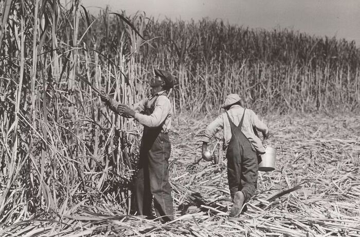 Two men harvesting tall crops in a field, illustrating rare photos from the Great Depression era.