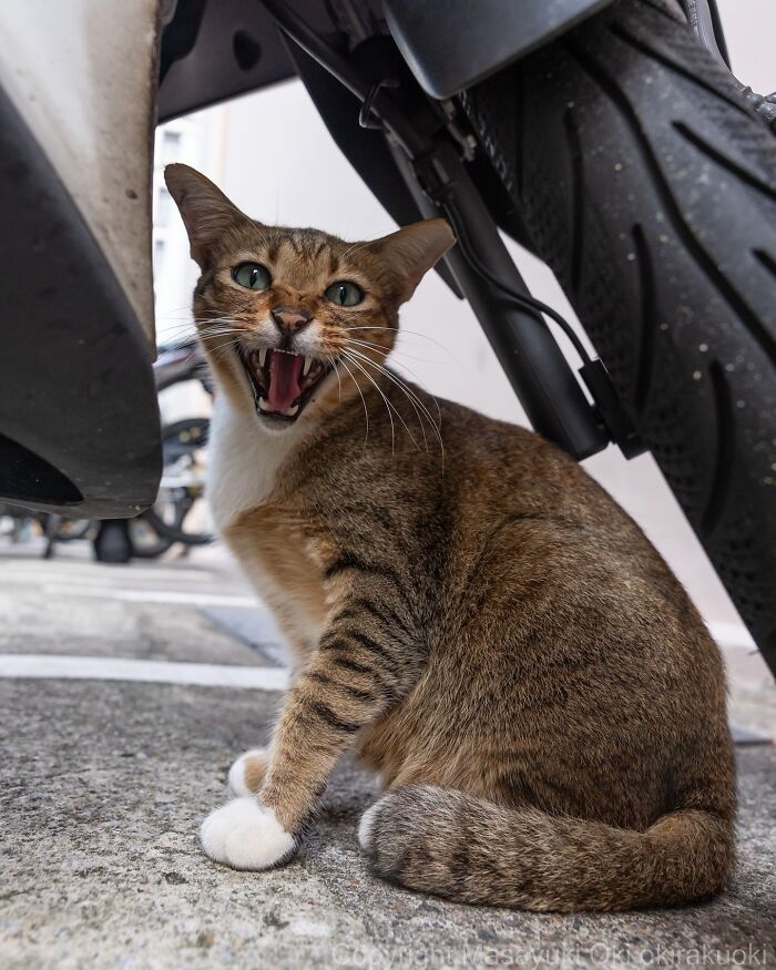 Tabby cat with green eyes sitting under a motorcycle tire, mouth open in an entertaining expressive pose.