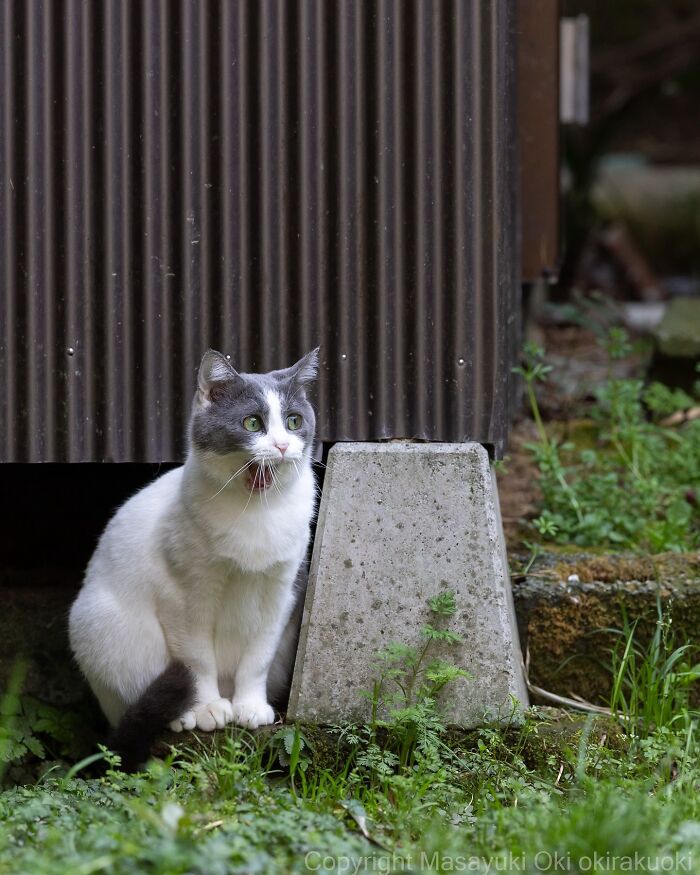 Entertaining cat picture of a white and gray cat sitting outdoors near a concrete block and plants.