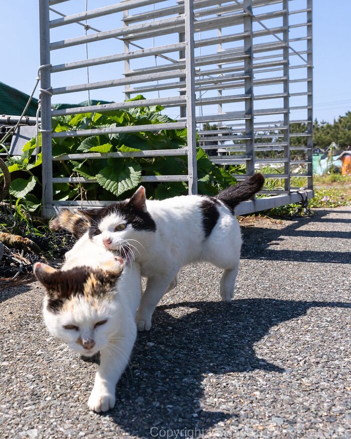 Two cats interacting playfully outdoors near a metal gate on a sunny day, entertaining cat pictures captured by Masayuki Oki.