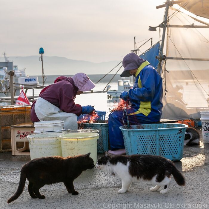 Two cats interacting near fishermen working with nets at a dock in an entertaining cat pictures setting.
