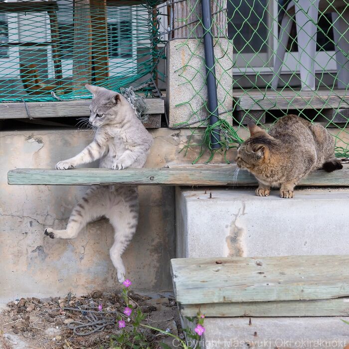 Two entertaining cats interacting on wooden planks outdoors, captured in a candid and playful moment.