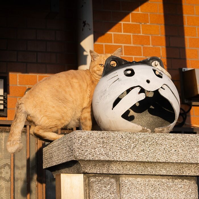 Orange cat peeking from behind a cat-themed sculpture on a stone pedestal in bright sunlight.