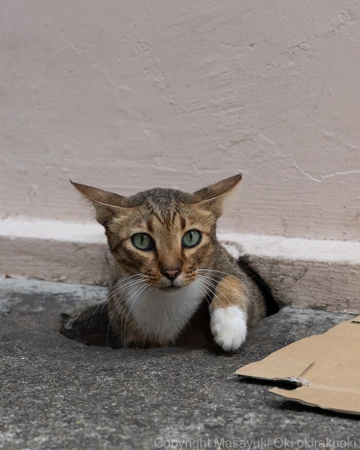 Entertaining cat picture showing a tabby cat with green eyes peeking out from a hole in the ground by a wall.