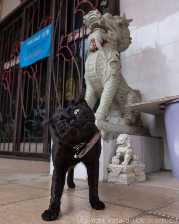Black cat with a tilted head standing near ornamental dragon statues in an entertaining cat picture by Masayuki Oki.
