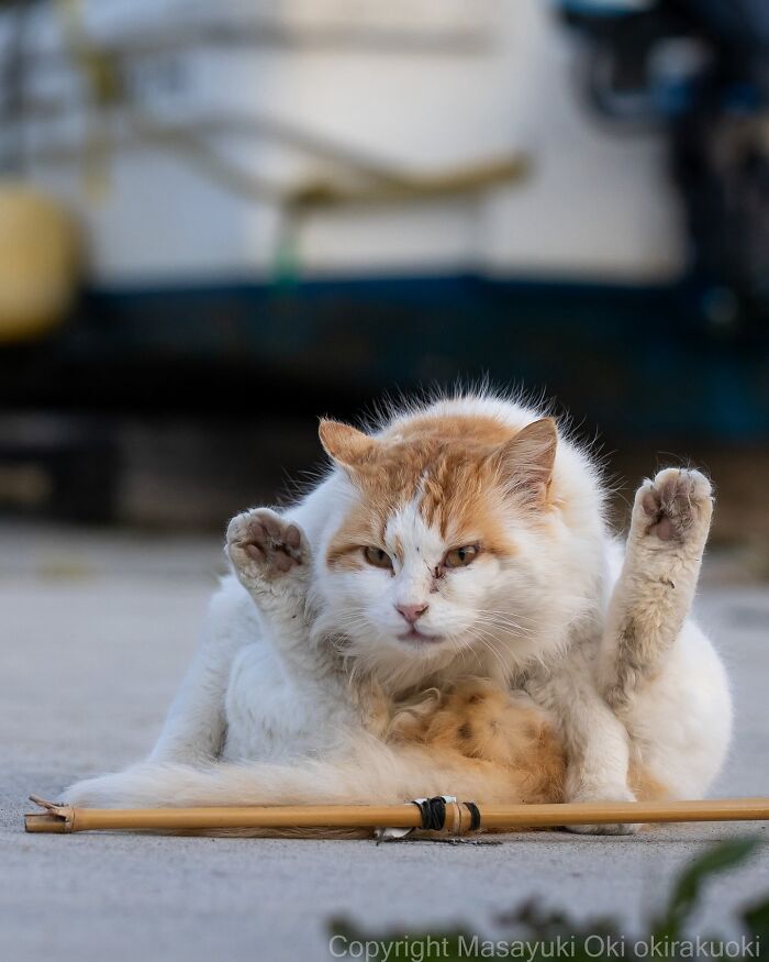 Entertaining cat picture showing an orange and white cat grooming itself with legs raised outdoors.
