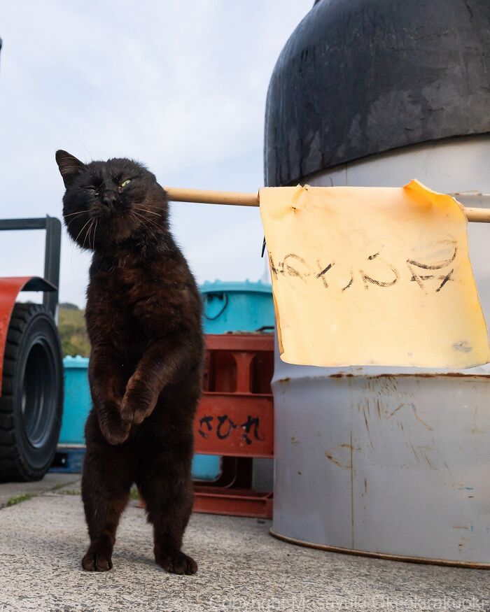 Black cat standing on hind legs outdoors near barrels, an entertaining cat picture captured by Masayuki Oki.