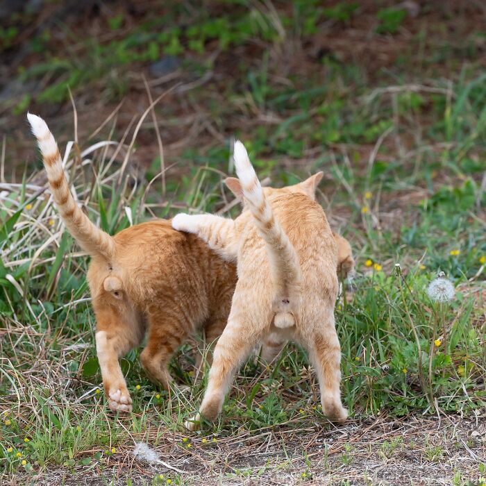 Two entertaining cats playfully interacting outdoors in a grassy area, captured in a lively moment by Masayuki Oki.