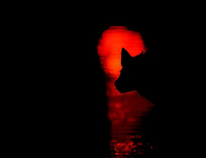 Silhouette of wildlife against a vibrant red sunset, showcasing the beauty of nature through mesmerizing wildlife photos.