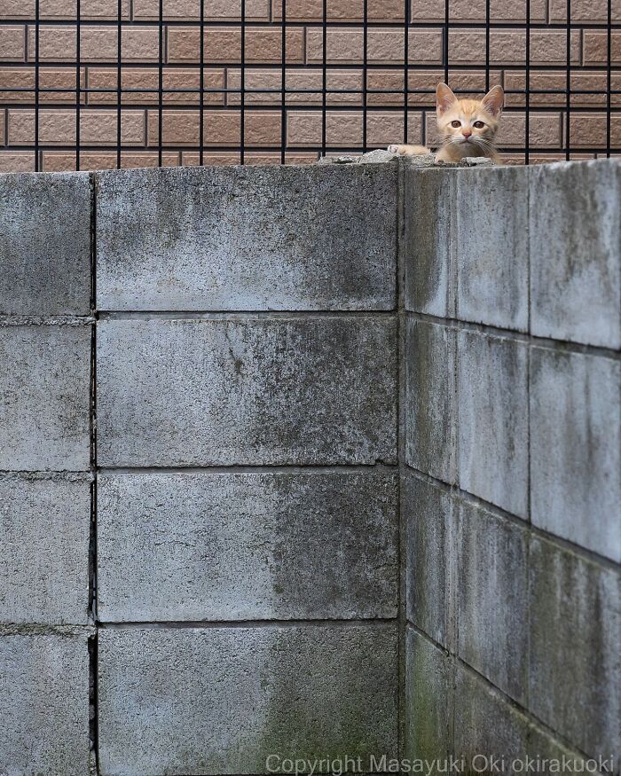 Orange cat peeking over a concrete wall in an urban setting, one of the entertaining cat pictures captured by Masayuki Oki.