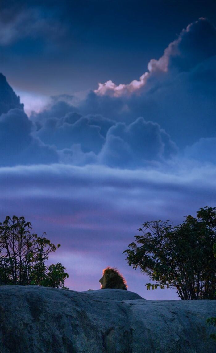 Lion resting on a rocky landscape at dusk, showcasing mesmerizing wildlife photos and the beauty of nature.