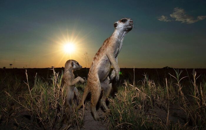 Two meerkats standing alert in tall grass at sunset, showcasing mesmerizing wildlife photos of nature's beauty.