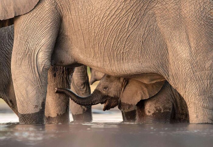 Baby elephant drinking water under the protective legs of adult elephants in a mesmerizing wildlife photo capturing nature’s beauty.