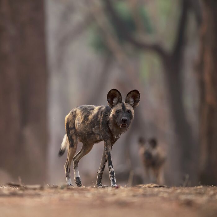 African wild dog standing alert in a blurred forest background captured in a mesmerizing wildlife photo.