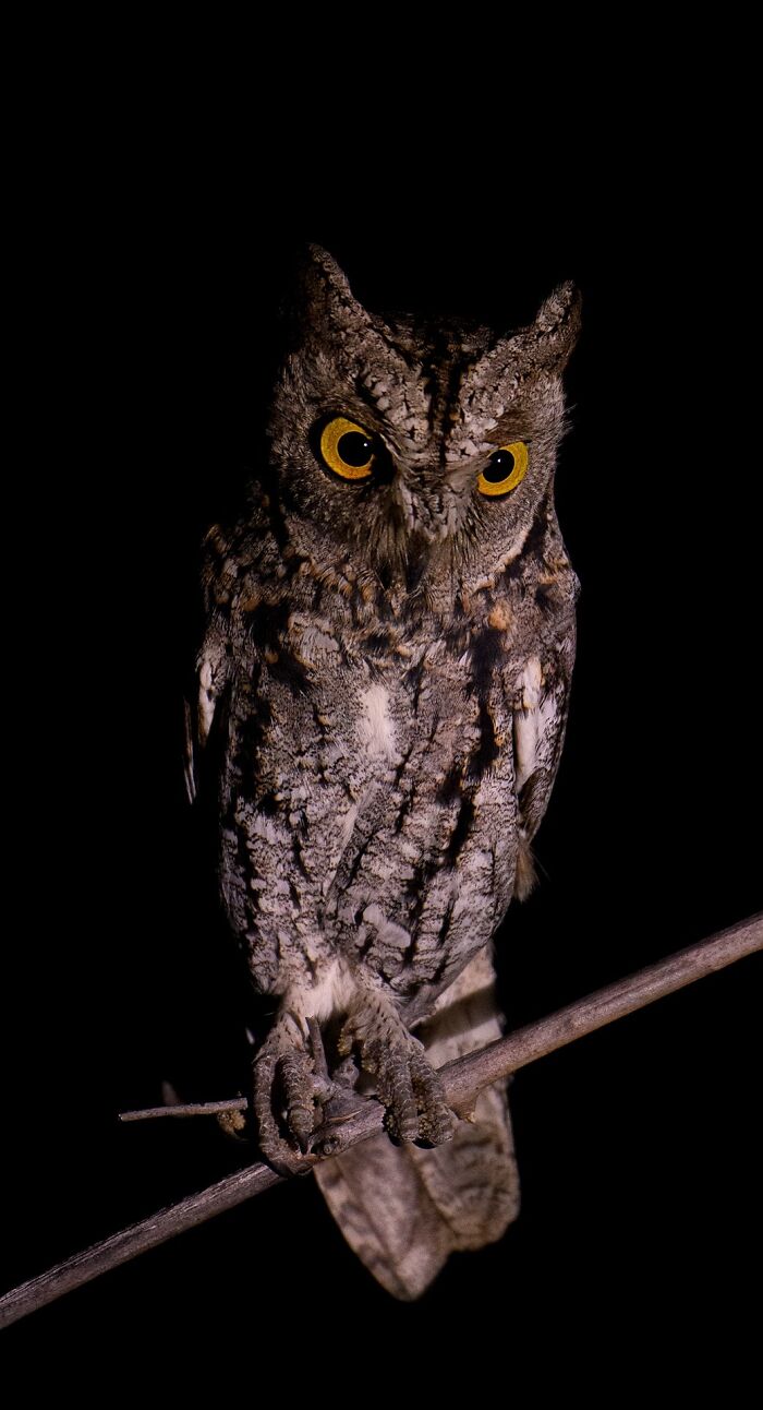 This Photographer Spent 16 Years In The African Wilderness—the Results Are Breathtaking (35 Pics)