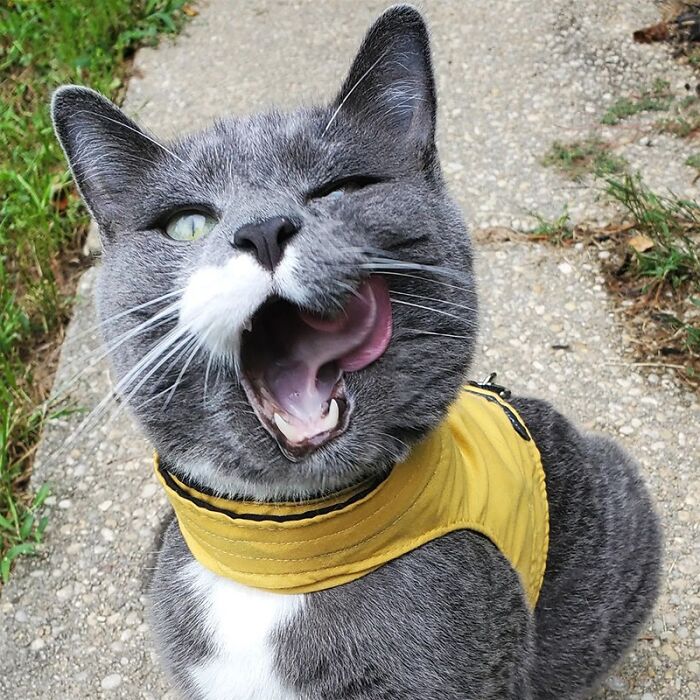 Gray and white cat wearing a yellow harness, winking and licking lips, showing cat hated taking pills behavior.