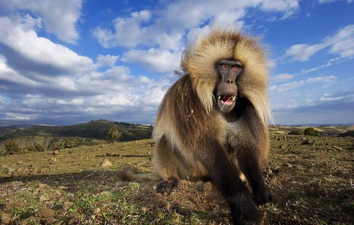 Baboon in an open landscape under blue sky, a captivating example of mesmerizing wildlife photos showcasing nature's beauty.