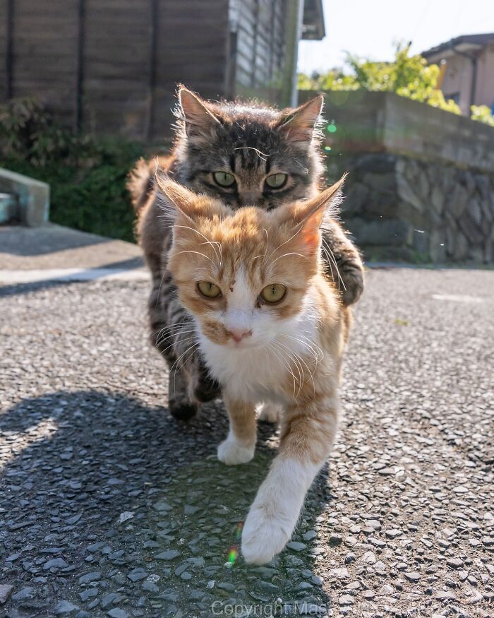 Two cats walking closely together outdoors, captured in entertaining cat pictures by Masayuki Oki.