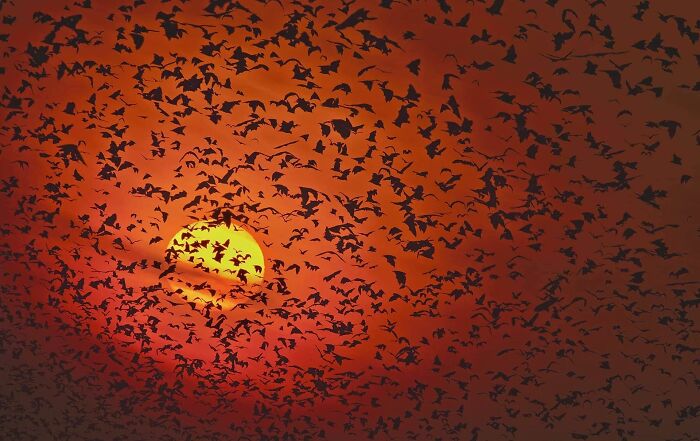 Swarm of bats flying against a glowing orange sunset sky, capturing mesmerizing wildlife photos of nature's beauty.