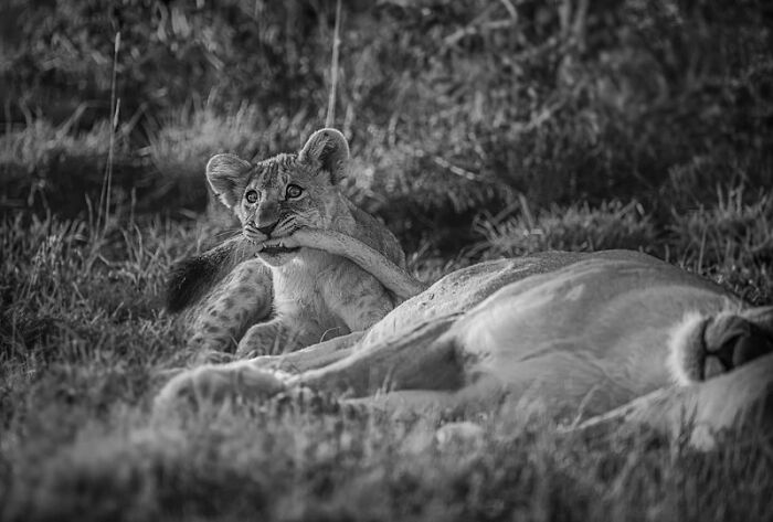 Lion cub resting on a lioness in a black and white mesmerizing wildlife photo showcasing the beauty of nature.