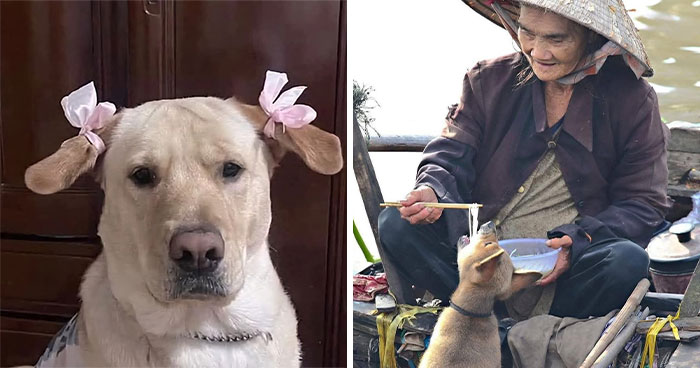 27 Hilarious Moments Caught On Camera, As Shared By “Important Animal Images” (New Pics)