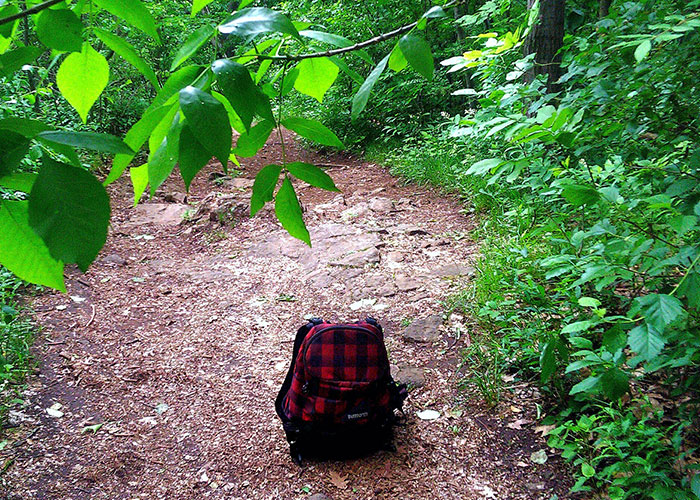 Backpack on a forest trail surrounded by green trees and leaves, evoking creepy true stories that haunt people.