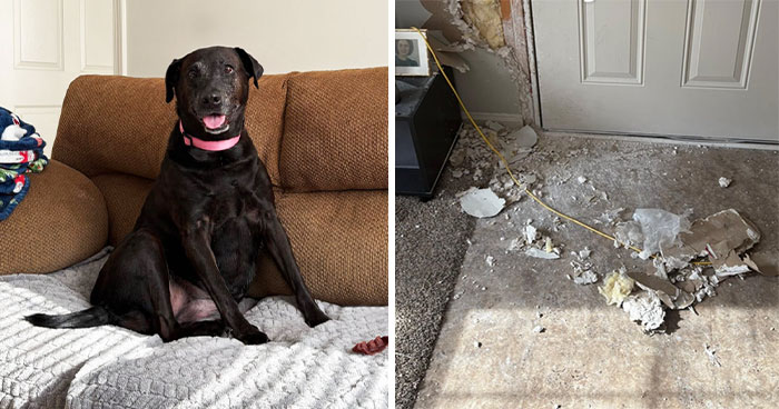 Woman Cuts Dog-Sitting Short After Realizing She Needs Supervision 24/7