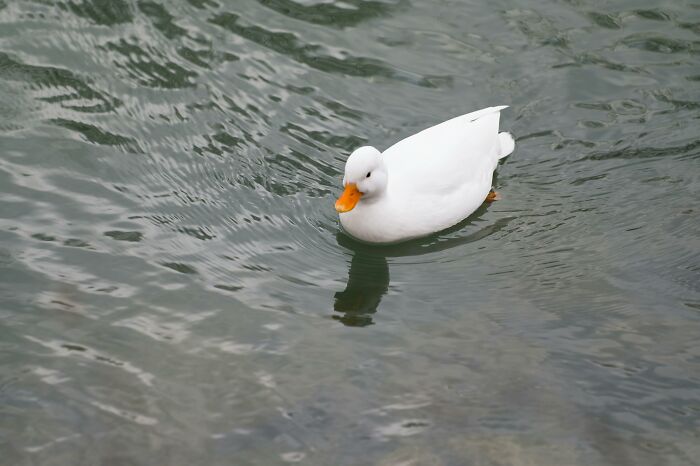 White duck swimming calmly in rippling water, illustrating a serene natural scene for Singapore experienced mass panic topic.