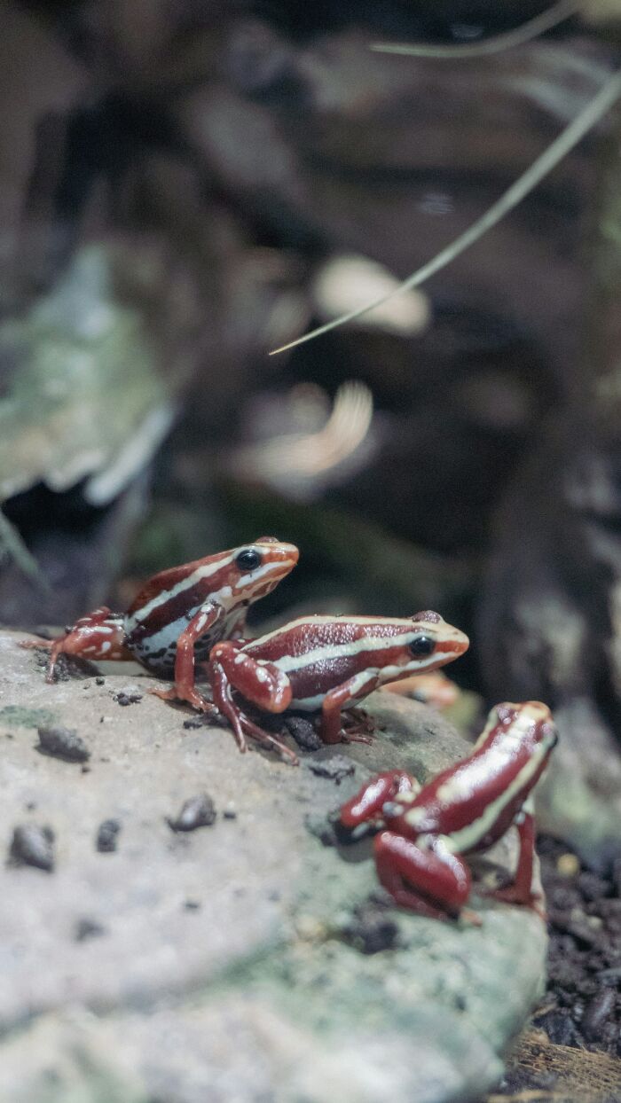Three small red and white striped frogs resting on a rock in a natural habitat, highlighting interesting Singapore facts.