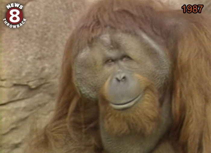 Orangutan with serene expression in a vintage 1987 wildlife footage, showcasing cool facts about the world.