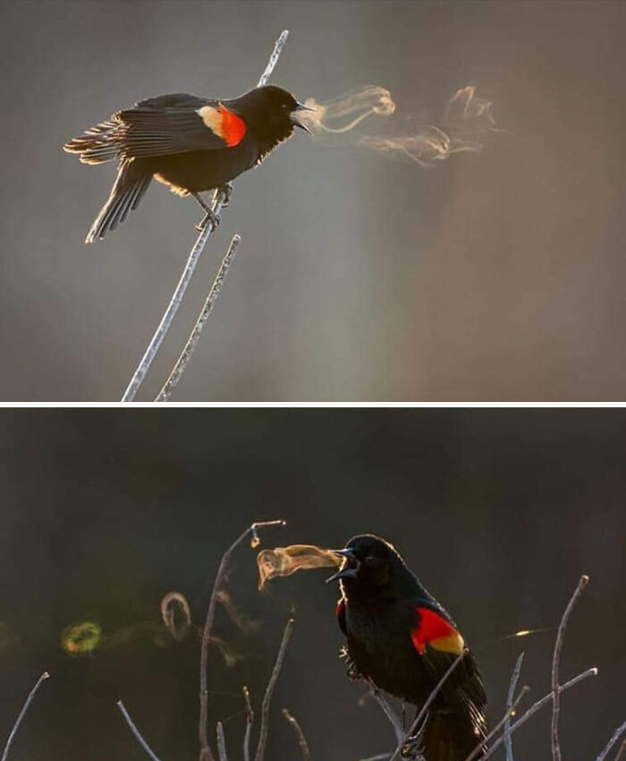 Red-winged blackbirds perched on branches breathing visible vapor in an online group sharing interesting facts.