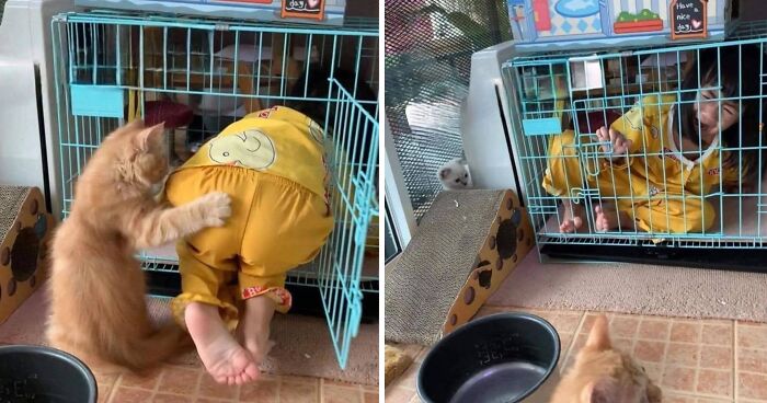 Orange kitten playfully interacting with a child inside a cage, showcasing funny animal shenanigans and playful moments.