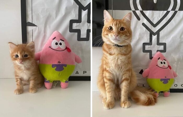 Orange tabby cat sitting next to a Patrick Star plush toy, showcasing random and hilarious animal shenanigans.