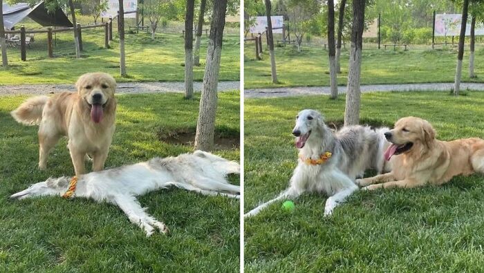 Two dogs relaxing and playing on grass in a park, showcasing random and hilarious animal shenanigans outdoors.