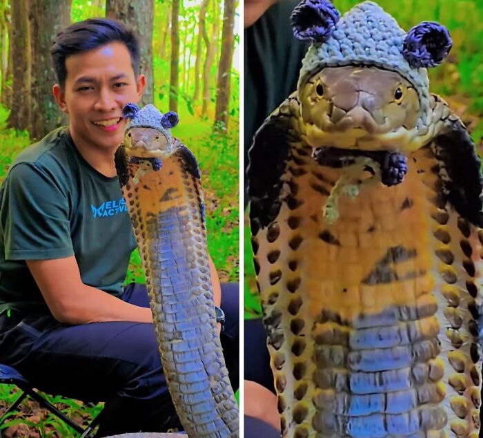 Man smiling while holding a cobra wearing a small knitted hat, showcasing one of the hilarious animal pics and shenanigans.