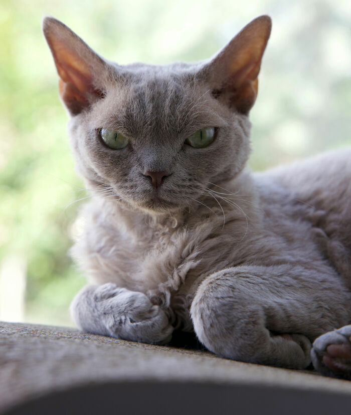 These 40 Sneaky Pets Knew Exactly What They Were Doing, And It’s Equal Parts Genius And Evil