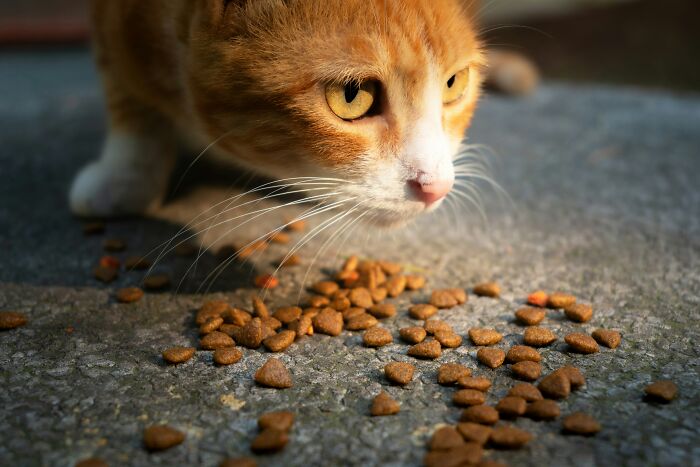 These 40 Sneaky Pets Knew Exactly What They Were Doing, And It’s Equal Parts Genius And Evil